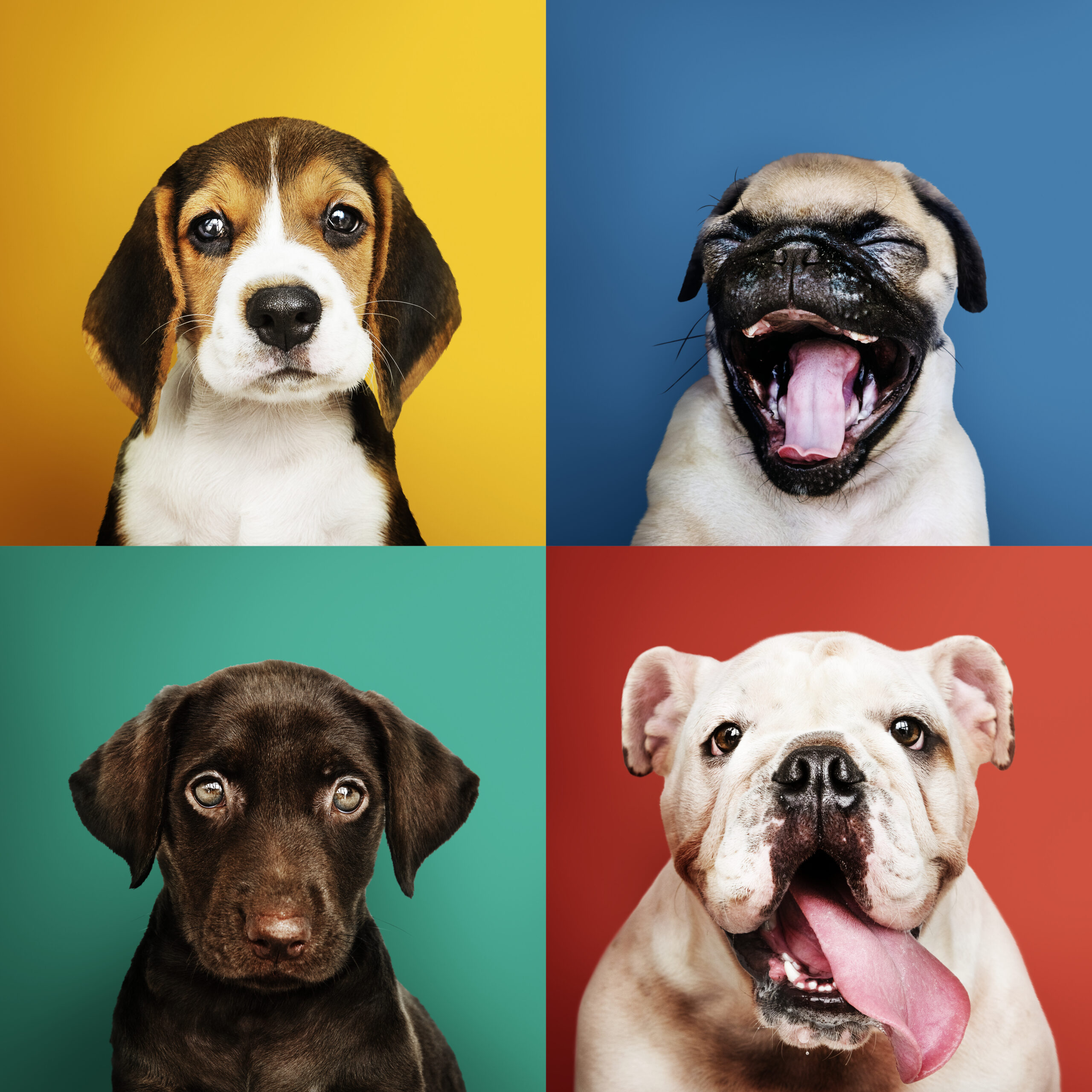 collection-de-portraits-de-chiots-adorables