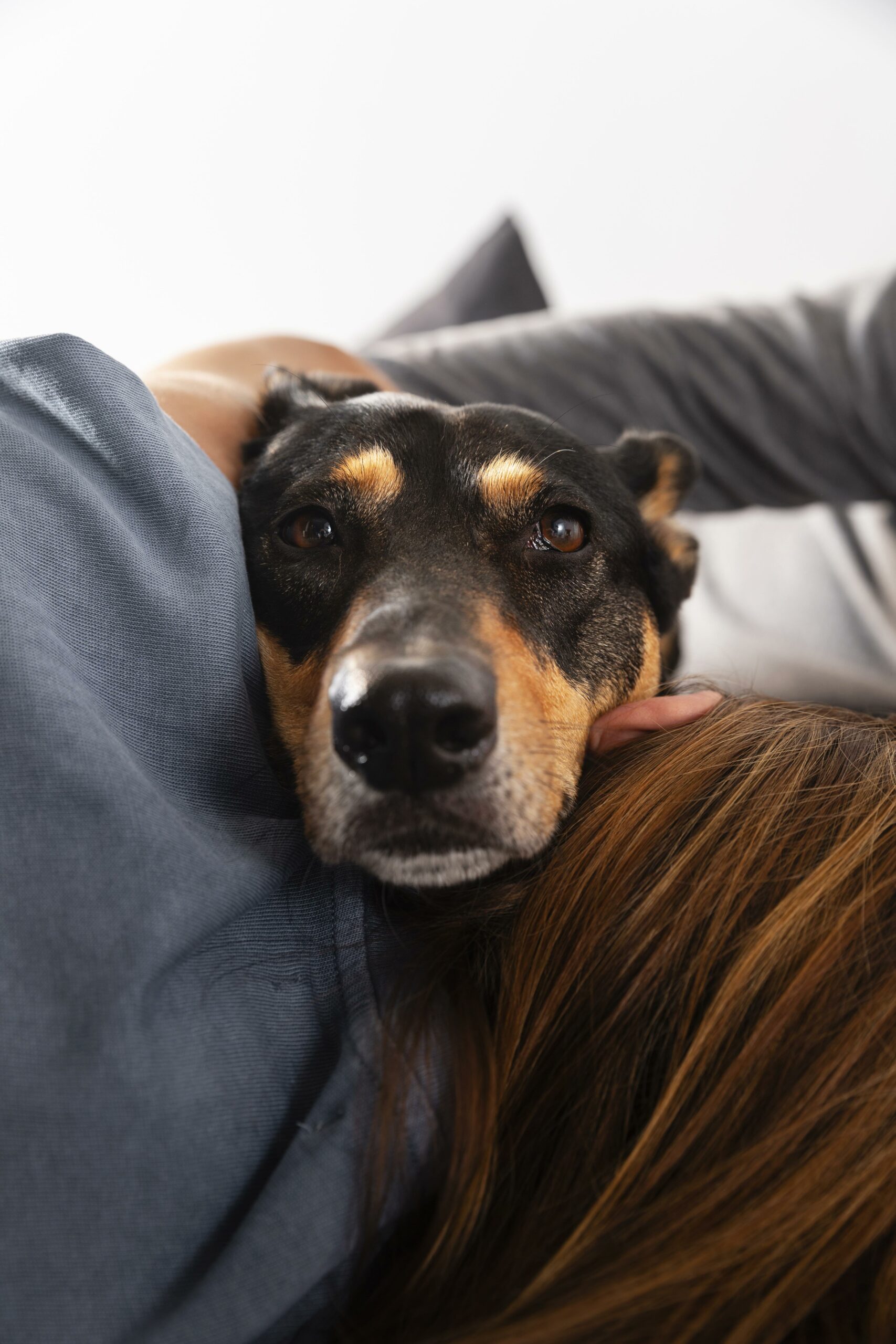 gros-plan-proprietaire-tenant-un-chien-mignon